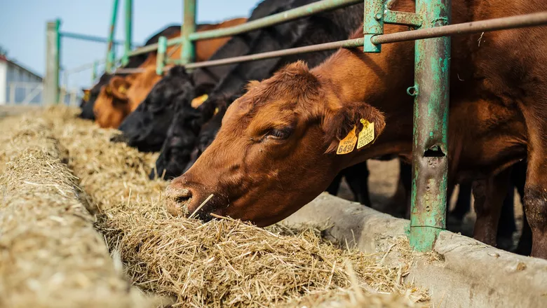 Nutrição Estratégica: 3 Ajustes Inteligentes que Podem Impulsionar sua Pecuária